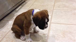 Jasper  the Bobtail Boxer Puppy playing  November 2013