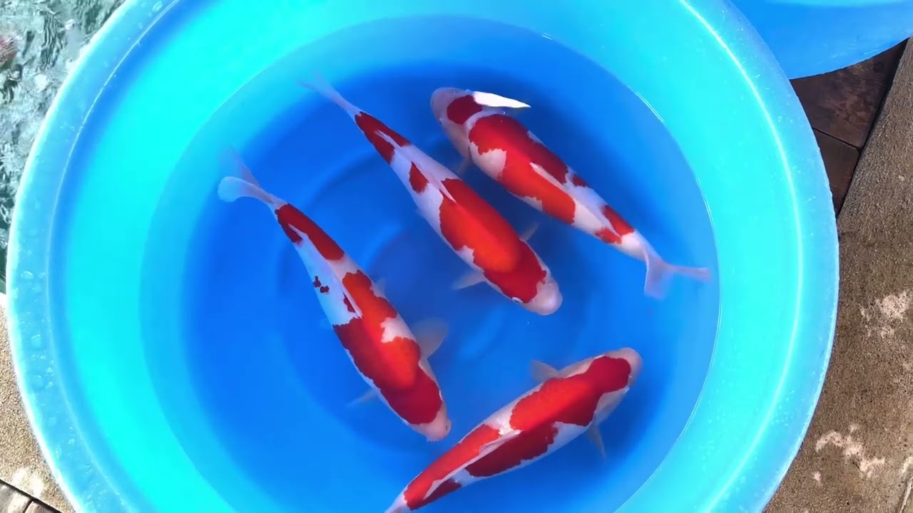 YAMAMATSU KOHAKU 17”-18” BOWL #3