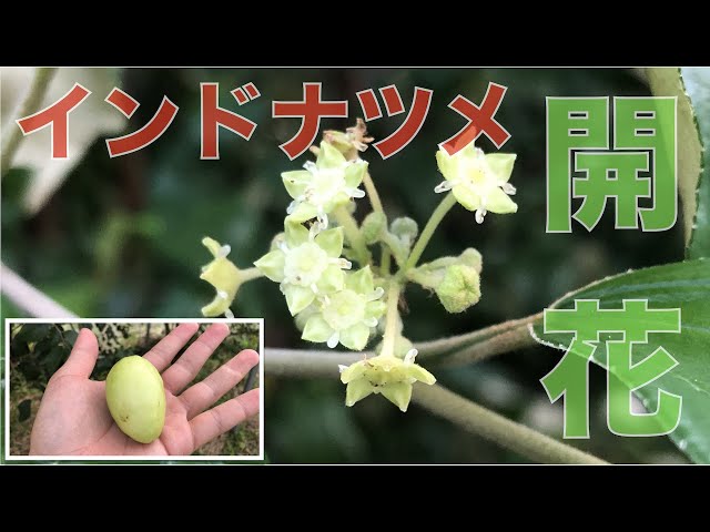 棗実‼️ ナツメ(棗)実付実績 - 果樹苗木・成木通販の 特等大苗専門店 す