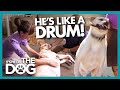 Poor Health and No Exercise Make This Dog Drum-Shaped! | It's Me or The Dog