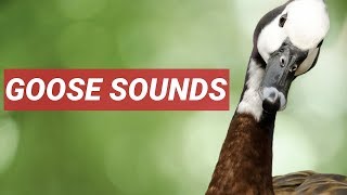 GEESE SOUND IN HIGH QUALITY screenshot 1