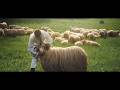 Ionut Nemes - Oile-s pasiunea mea 🐏  (Official Video) ❤️💛💙
