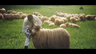 Ionut Nemes - Oile-s pasiunea mea 🐏  (Official Video) ❤️💛💙