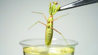 大量に寄生されたカマキリを油に浸けると…衝撃の結果に！