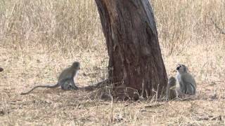 Vervet Monkeys hopping about