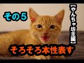 その５　いくら、ようやく家に慣れた模様。甘えん坊＆やんちゃ坊主発揮か…？　保護猫日記＃５【そろそろ慣れたかな？編】