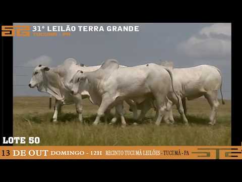 LOTE 050