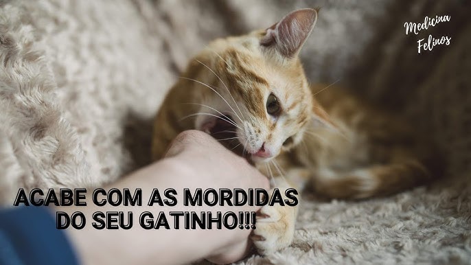 O GATO MEDROSO