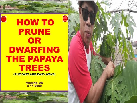 How to Prune or Dwarfing the Papaya Trees - Fast and Easy Ways