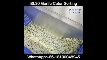 Garlic Color Sorting Machine