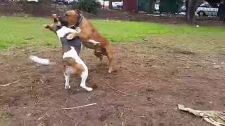 Cute Staffy - Beagle V English Staffordshire Bull Terrier