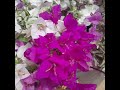 booganvila blossom # beautiful flowers #sunny day.