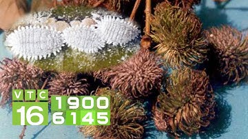 Cách diệt trừ rệp sáp hại cây chôm chôm | VTC16