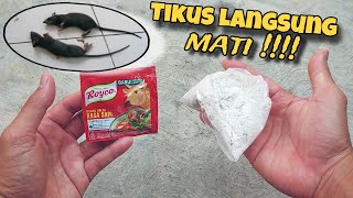 LUAR BIASA BASMI TIKUS 😱 DENGAN BAHAN INI SAJA, BUAT RACUN TIKUS PALING MUDAH DAN  AMPUH❗️