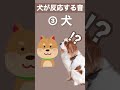 【犬が反応する音】その③ 犬が喜ぶ音／犬が首をかしげる音／犬が寄ってくる音 #shorts