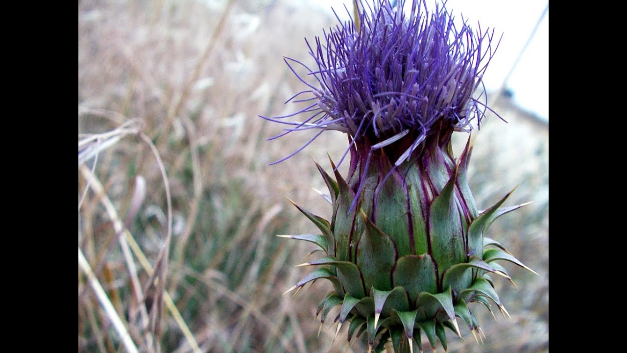 remedios naturales para la artritis Plantas Curativas - Alcaucil o Alcachofa
