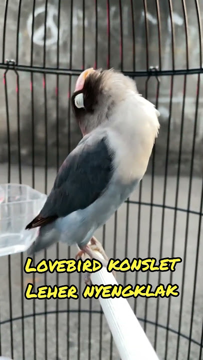Lovebird konslet jantan leher nyengklak #lovebirds #lovebirdkonslet #lovebirdkonsletnadaminor #fypシ゚