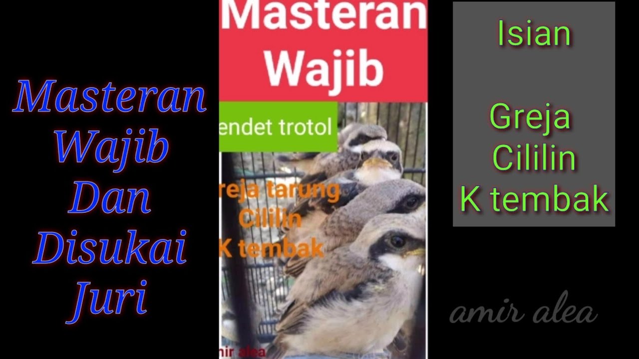 Masteran Wajib Untuk Cendet dan Murai Batu.