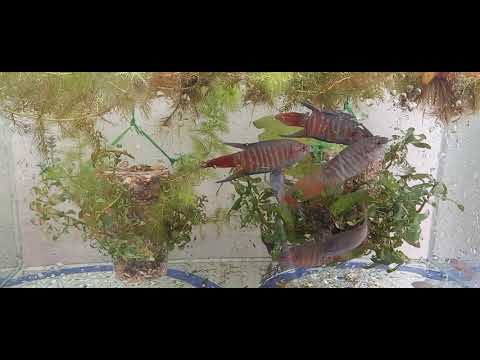Video Cá CỜ gốc RUỘNG đã quen với bể kính ! | Nuôi cá dưỡng... - youtube
