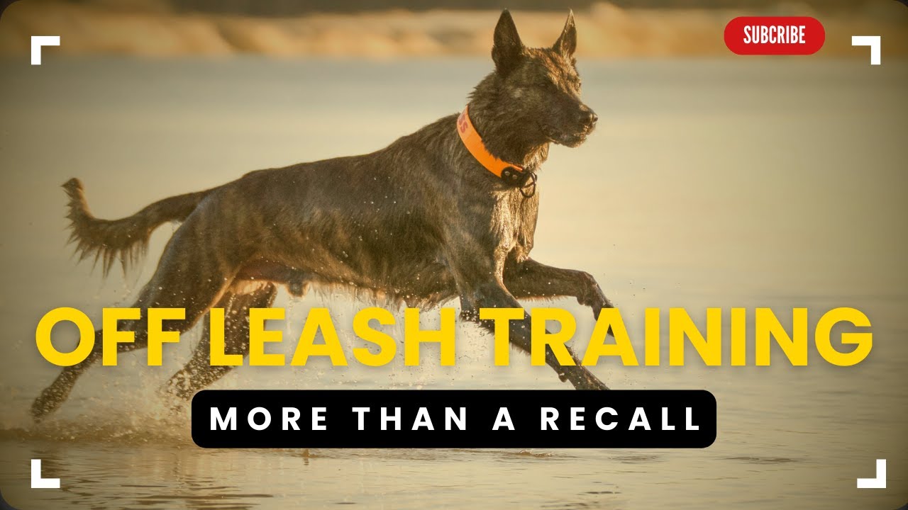 Thoughts About Off Leash Training | Why I Can't Give You A Recipe