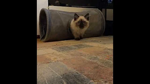 Video 8143681: ragdollkittens cute, funny ragdollkitten, kitten