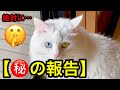 【㊙寝起きドッキリ風】スター猫たちのガードが甘すぎる深夜。おとっつぁん通常運転に戻ります!