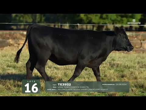 LOTE 16   TAT TE3932 F Angus