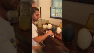 En Büyük Kuş Yumurtası Hangisi? Deve Kuşu, Emu, Rhea ve Tavuk Yumurtası! #yumurta #egg #shorts