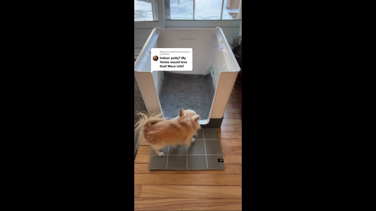 Chihuahua Cedric S Doggy Bathroom Indoor Dog Potty