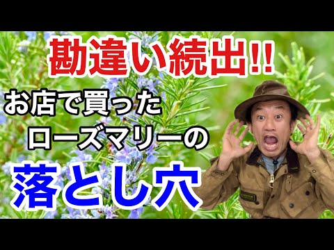 【みんな知らない】ローズマリーの正しい育て方教えます　　　【カーメン君】【ガーデニング】