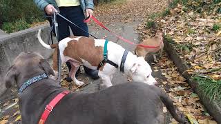 American BullDog, Pit Bull & Chihuahua. Rescue Dog Pack of Joy ♥️ by brettvett1 1,020 views 3 years ago 2 minutes, 29 seconds