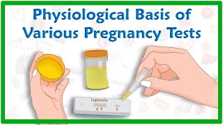 Physiological basis of various pregnancy tests