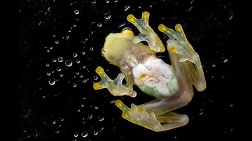 SNSF Scientific Image Competition 2023 – Winner Category 1: Object of Study