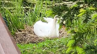 Einmal wenden bitte 😊 Leider mit digitalen Zoom gefilmt... Hatte keine andere Möglichkeit 07.05.2024