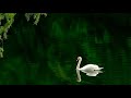 Swan Lake 天鵝湖 🦢 🎼