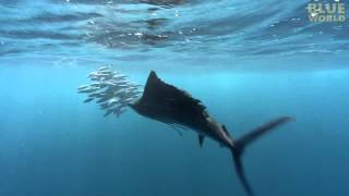 Sailfish attacking Bait Ball!