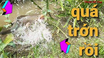 câu vịt // gặp ổ con xám đụng độ cặp cá lóc bạo táp liên hoàng giật gãy cả cần