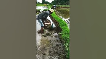 hoeing the edges of the rice fields #shorts