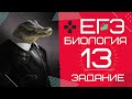 ЕГЭ биология 2020 Задание 13 Рохлов разбор