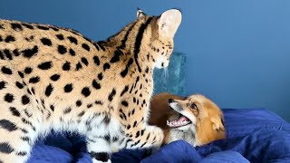 SERVAL AND FOX  THE PERFECT COUPLE