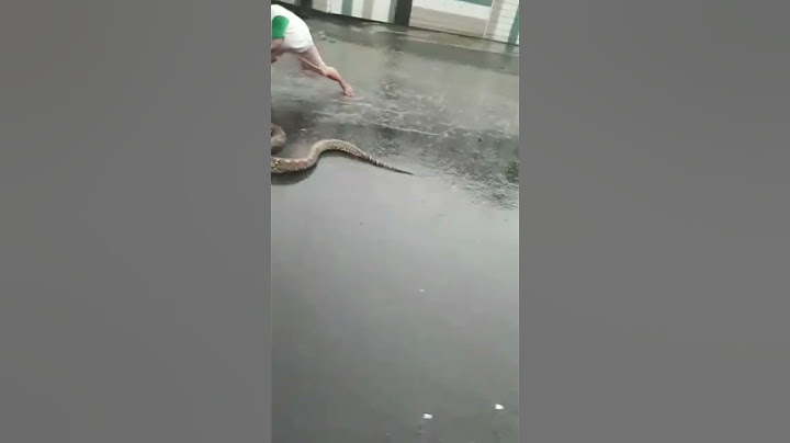 Ular Besar pas Banjir