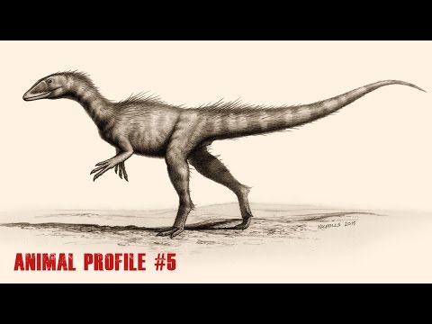 dracoraptor---animal-profile