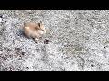 If you've seen this tiny baby bunny munching, a wonderful day surely awaits you!