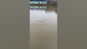 Câu cá trôi điên 3kg bằng cần 2m7 rít cước bao phê