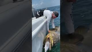 I caught off Jupiter, Florida on a 15 Ib Bonita .. WOW!  #fishing #shorts