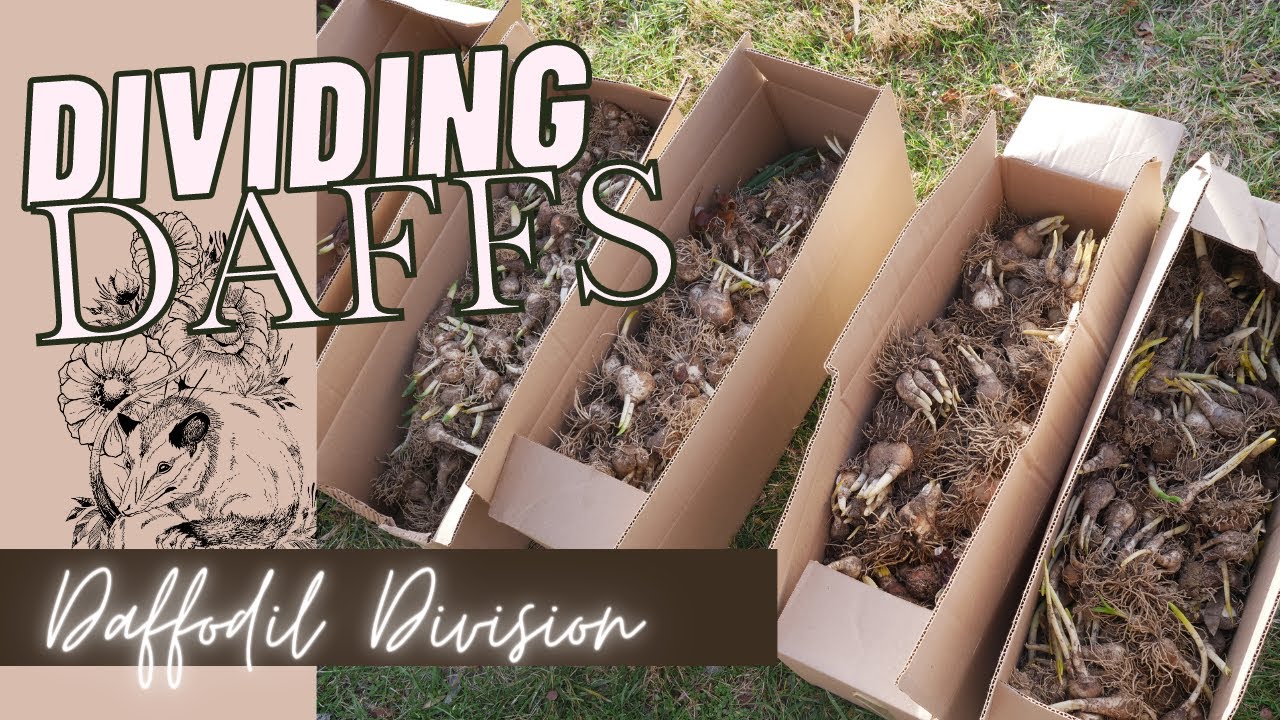 DIVIDING DAFFODILS: Relocating 5,000++ Daffodils - DIGGING DAFFODILS - TRANSPLANTING DAFFODILS