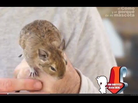 Video: Degu: Njega I Održavanje