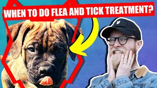 WHEN SHOULD I FLEA AND TICK MY BULLMASTIFF PUPPY by Will Atherton Bullmastiff Show 585 views 3 years ago 6 minutes, 30 seconds