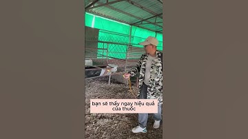 Diệt Muỗi Ruồi Côn Trùng An Toàn Tiết Kiệm Chi Phí THUỐC DIỆT RUỒI MUỖI CÔN TRÙNG NHẬT BẢN Hiệu quả