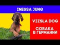 Собака в Германии🐶Как завести собаку в Германии🐶Собака в Европе🐶Сколько стоит собака в Германии🐶